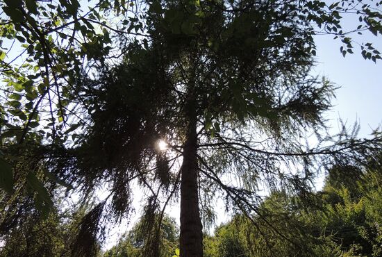 Chalupa, Nová Baňa [650]