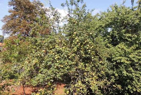 Chalupa, Nová Baňa [650]